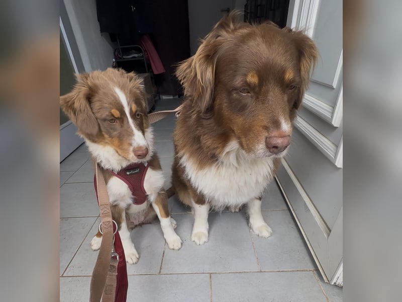 1 kleine Australian Shepherd Hündin( Welpe) braun/redtri (Minimix/Reinrassig)+ Gesundheitszeugnis