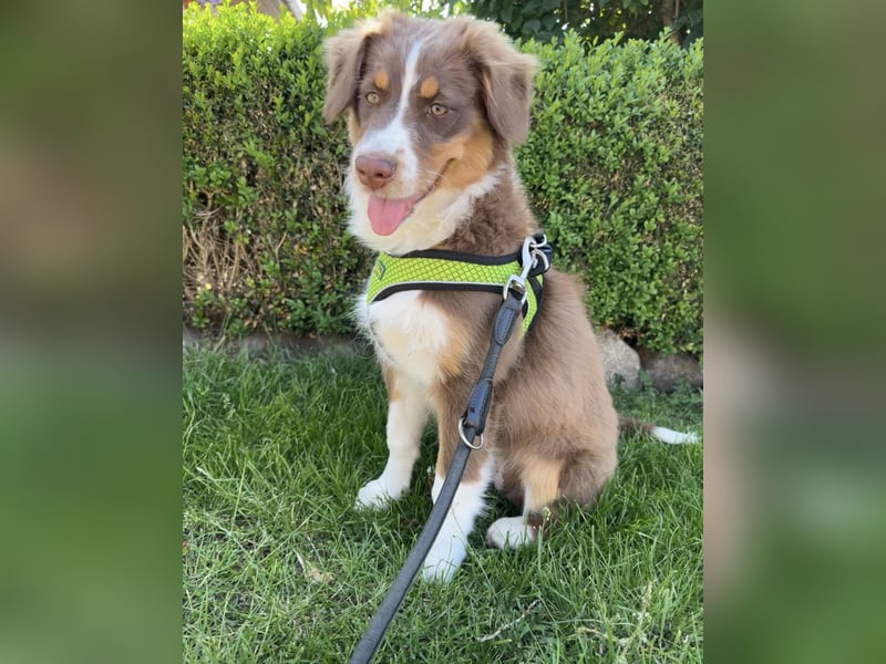 1 kleine Australian Shepherd Hündin( Welpe) braun/redtri (Minimix/Reinrassig)+ Gesundheitszeugnis