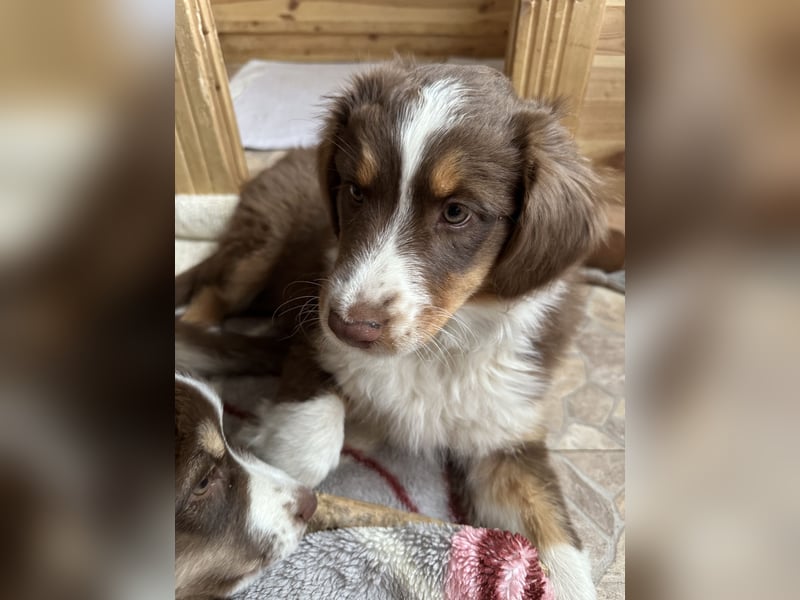 Australian Shepherd Welpe Hündin reinrassig +Gesundheitszeugnis/Gen-Test Braun/redtri Minimix