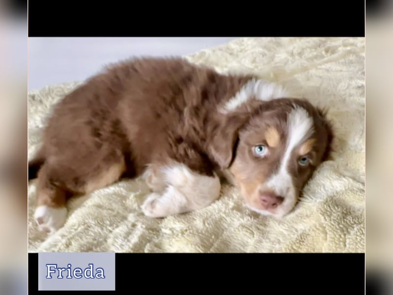 Australian Shepherd Welpen braun/redtri (Minimix/Reinrassig)+ Gesundheitszeugnis