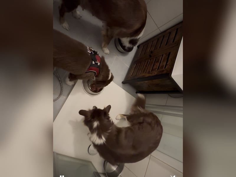 1 kleine Australian Shepherd Hündin( Welpe) braun/redtri (Minimix/Reinrassig)+ Gesundheitszeugnis