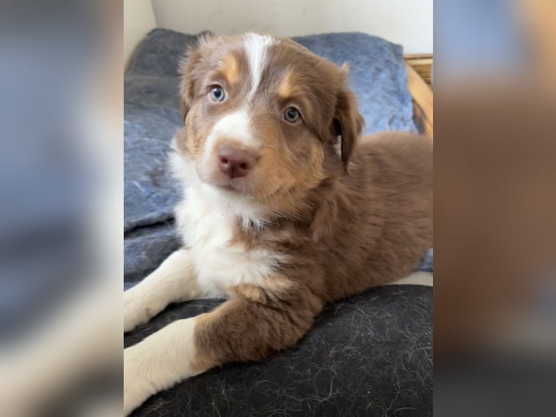 2 Australian Shepherd Minimix Hündinnen redtri reinrassig + Gesundheitszeugnis/Gen-Test