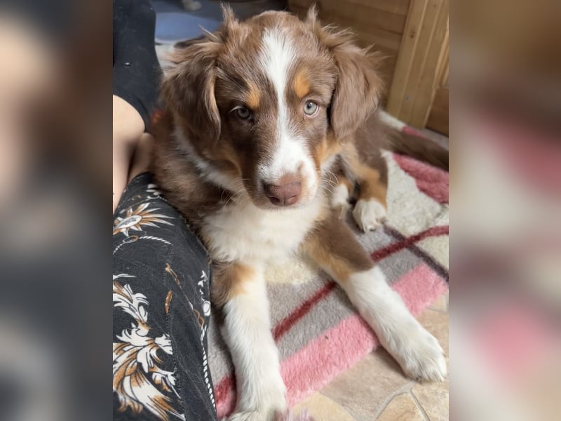 Australian Shepherd Welpe Hündin reinrassig +Gesundheitszeugnis/Gen-Test Braun/redtri Minimix