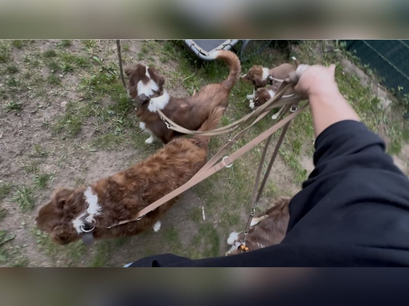 1 kleine Australian Shepherd Hündin( Welpe) braun/redtri (Minimix/Reinrassig)+ Gesundheitszeugnis