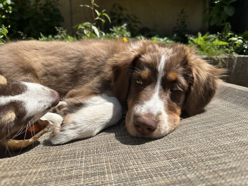 1 kleine Australian Shepherd Hündin( Welpe) braun/redtri (Minimix/Reinrassig)+ Gesundheitszeugnis