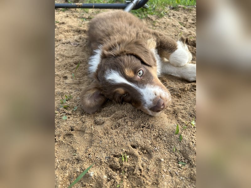 2 Australian Shepherd Minimix Hündinnen redtri reinrassig + Gesundheitszeugnis/Gen-Test