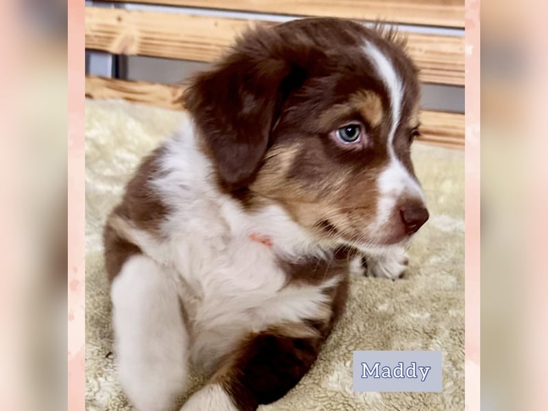 Australian Shepherd Welpen braun/redtri (Minimix/Reinrassig)+ Gesundheitszeugnis