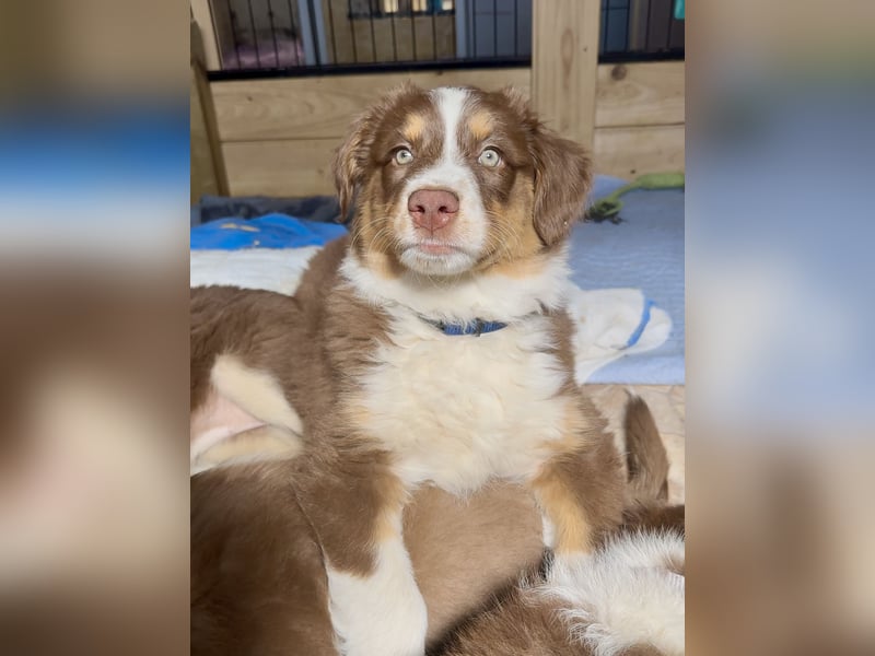 2 Australian Shepherd Minimix Hündinnen redtri reinrassig + Gesundheitszeugnis/Gen-Test
