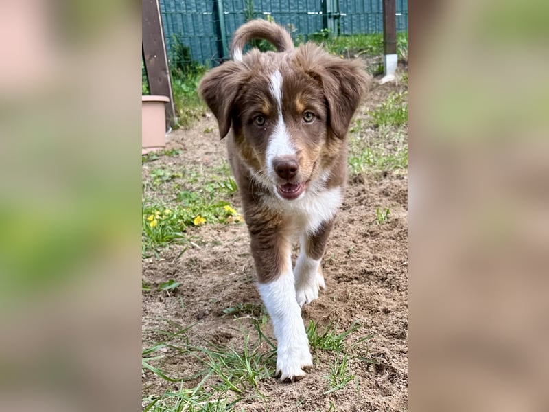 2 Australian Shepherd Minimix Hündinnen redtri reinrassig + Gesundheitszeugnis/Gen-Test