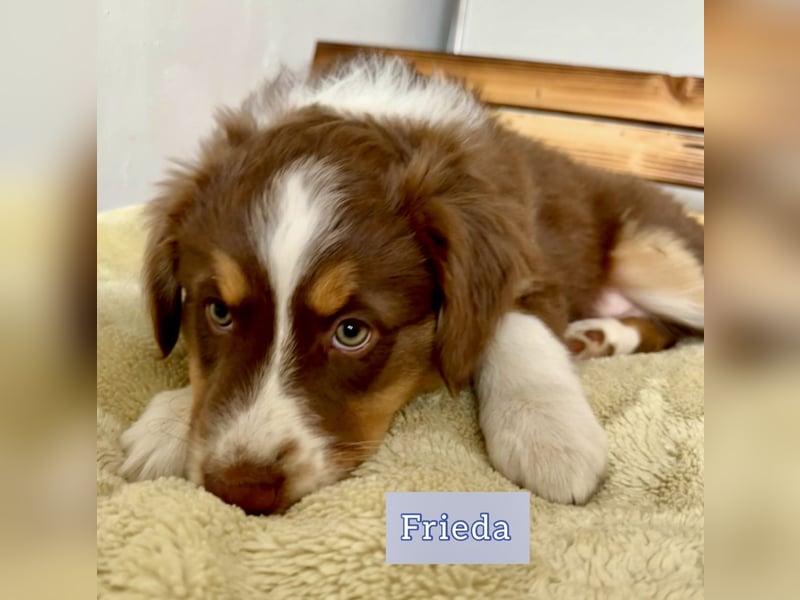 Australian Shepherd Welpen braun/redtri (Minimix/Reinrassig)+ Gesundheitszeugnis