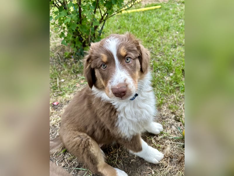 Australian Shepherd Welpe Hündin reinrassig +Gesundheitszeugnis/Gen-Test Braun/redtri Minimix