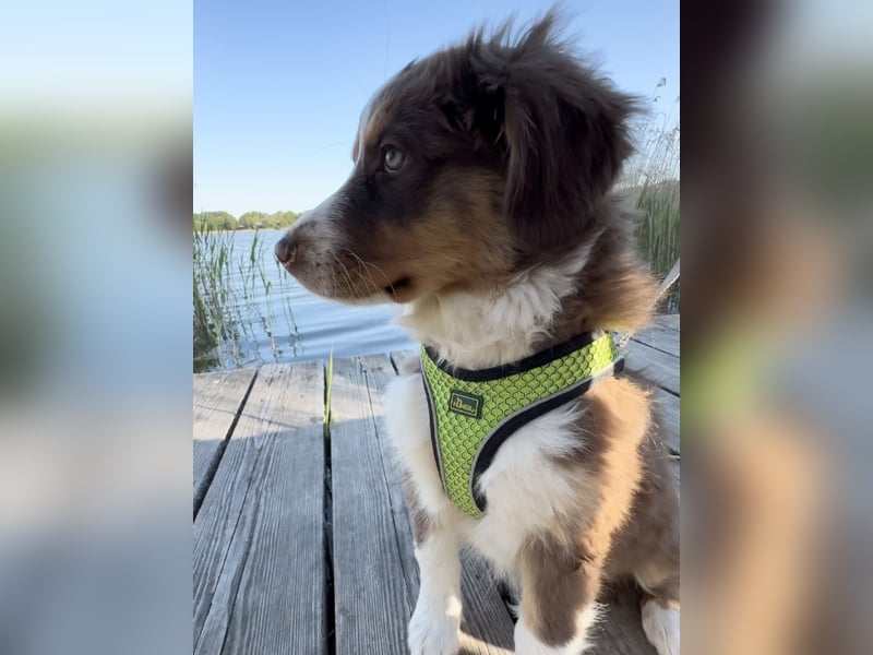 1 kleine Australian Shepherd Hündin( Welpe) braun/redtri (Minimix/Reinrassig)+ Gesundheitszeugnis