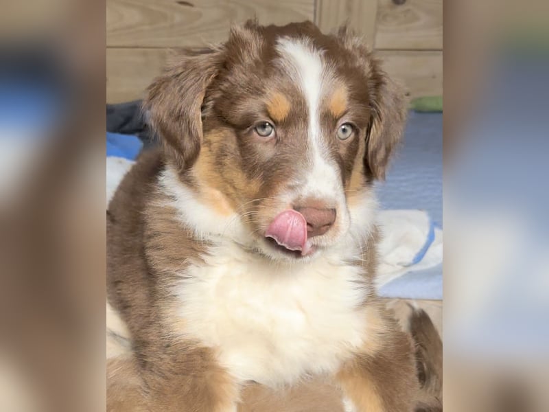 Australian Shepherd Welpen braun/redtri (Minimix/Reinrassig)+ Gesundheitszeugnis