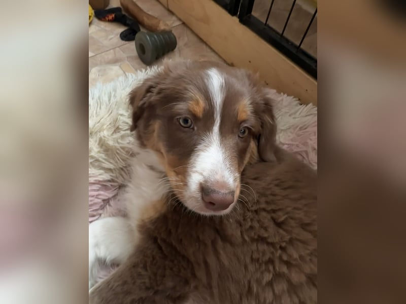 2 Australian Shepherd Minimix Hündinnen redtri reinrassig + Gesundheitszeugnis/Gen-Test