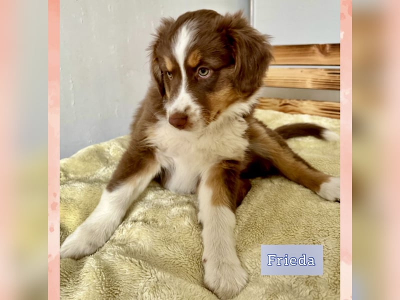 Australian Shepherd Welpen braun/redtri (Minimix/Reinrassig)+ Gesundheitszeugnis