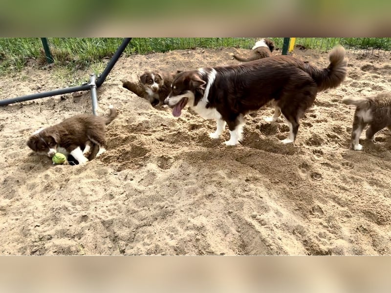 Australian Shepherd Welpen braun/redtri (Minimix/Reinrassig)+ Gesundheitszeugnis