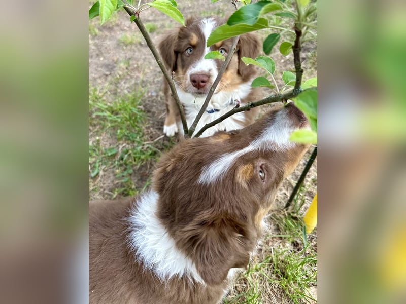 2 Australian Shepherd Minimix Hündinnen redtri reinrassig + Gesundheitszeugnis/Gen-Test
