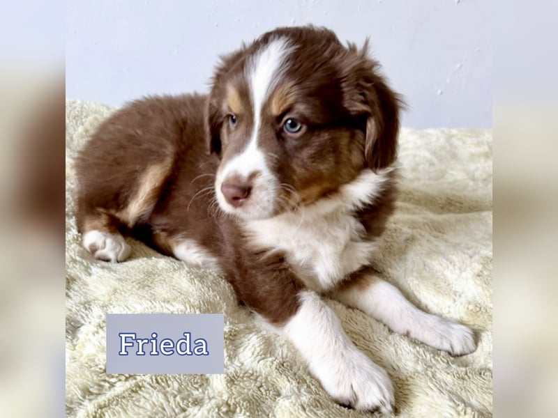 Australian Shepherd Welpen braun/redtri (Minimix/Reinrassig)+ Gesundheitszeugnis