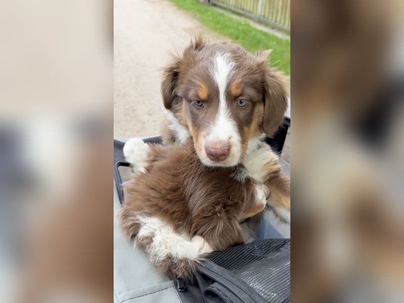 1 kleine Australian Shepherd Hündin( Welpe) braun/redtri (Minimix/Reinrassig)+ Gesundheitszeugnis