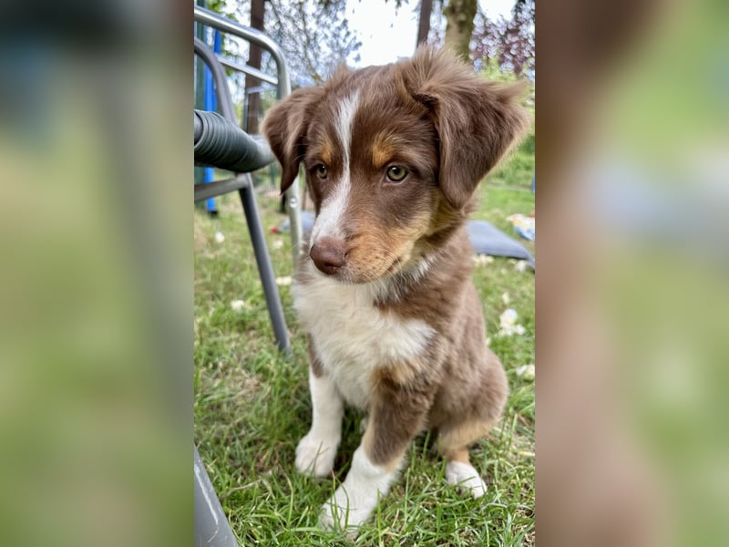 2 Australian Shepherd Minimix Hündinnen redtri reinrassig + Gesundheitszeugnis/Gen-Test