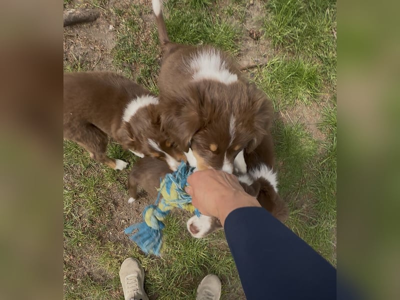 2 Australian Shepherd Minimix Hündinnen redtri reinrassig + Gesundheitszeugnis/Gen-Test