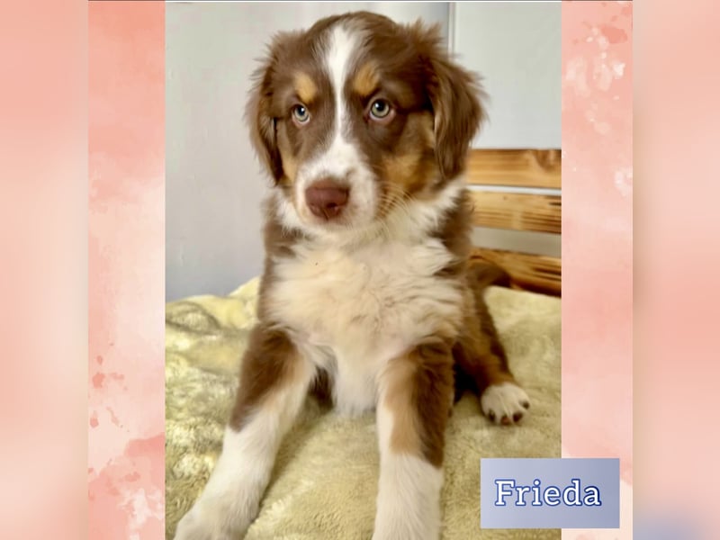 Australian Shepherd Welpen braun/redtri (Minimix/Reinrassig)+ Gesundheitszeugnis