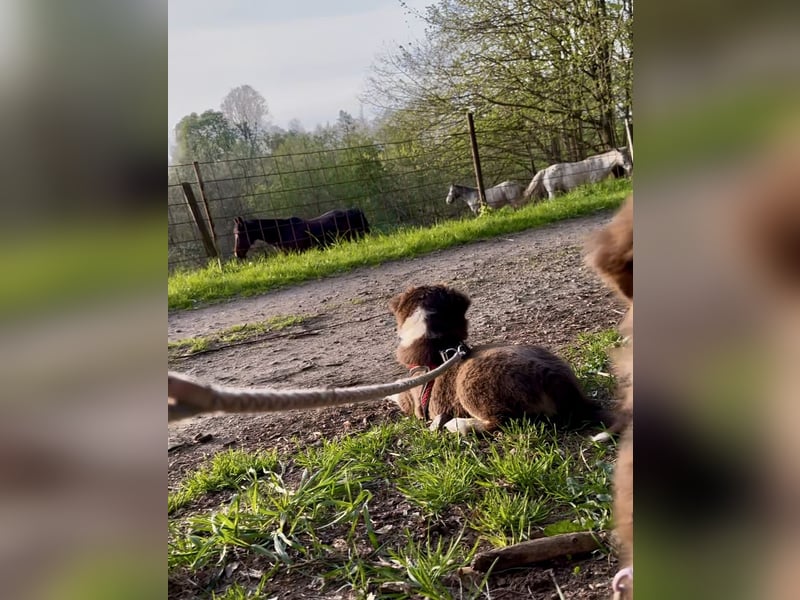 Australian Shepherd Welpe Hündin reinrassig +Gesundheitszeugnis/Gen-Test Braun/redtri Minimix