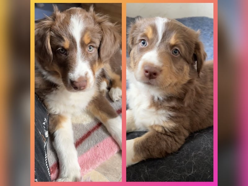 2 Australian Shepherd Minimix Hündinnen redtri reinrassig + Gesundheitszeugnis/Gen-Test