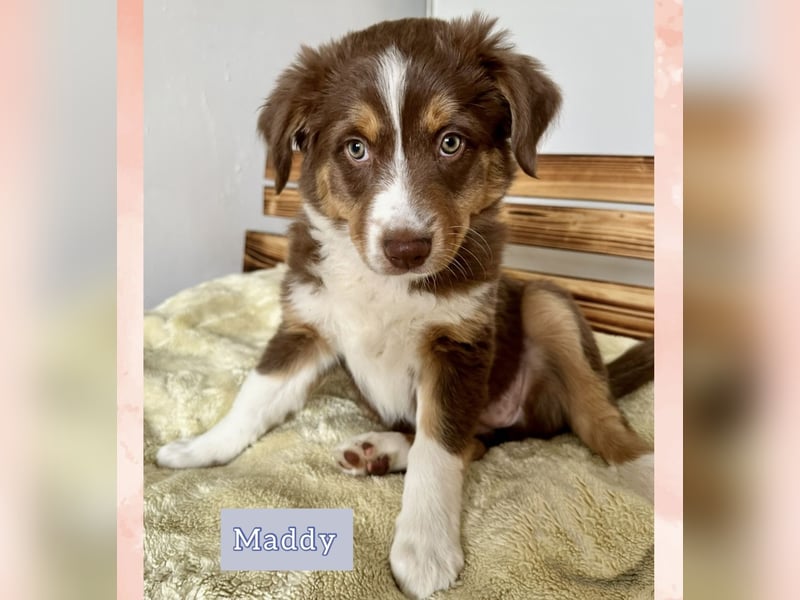 Australian Shepherd Welpen braun/redtri (Minimix/Reinrassig)+ Gesundheitszeugnis