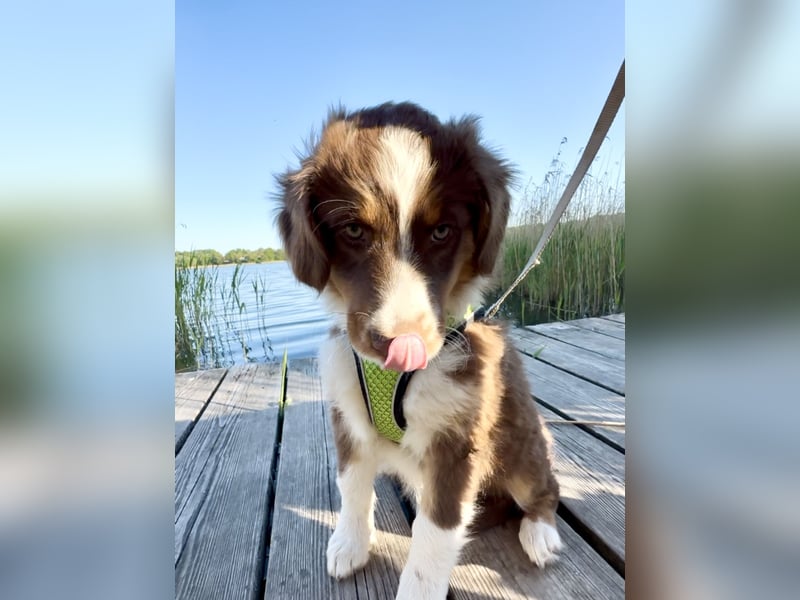 1 kleine Australian Shepherd Hündin( Welpe) braun/redtri (Minimix/Reinrassig)+ Gesundheitszeugnis