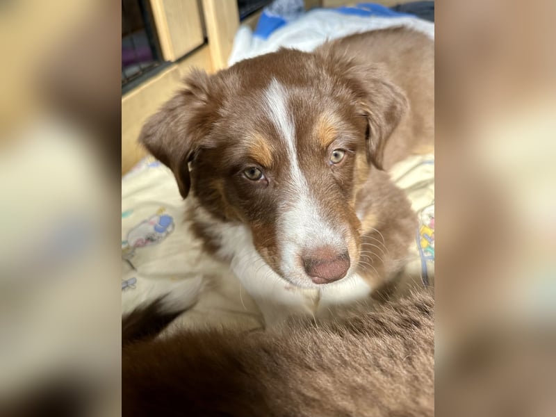 Australian Shepherd Welpen braun/redtri (Minimix/Reinrassig)+ Gesundheitszeugnis
