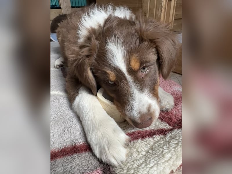 Australian Shepherd Welpe Hündin reinrassig +Gesundheitszeugnis/Gen-Test Braun/redtri Minimix