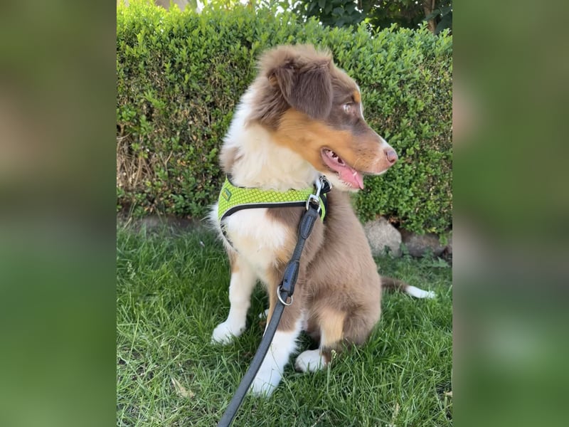 1 kleine Australian Shepherd Hündin( Welpe) braun/redtri (Minimix/Reinrassig)+ Gesundheitszeugnis