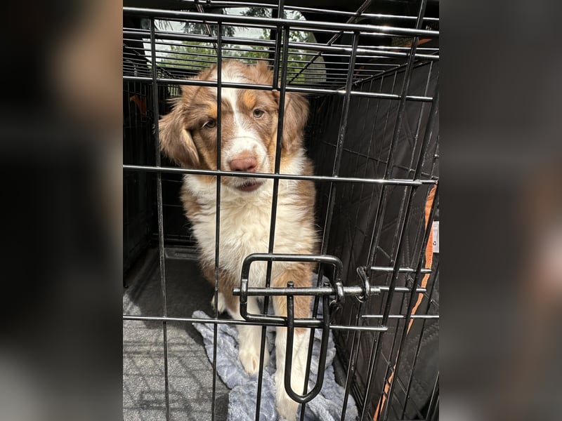 2 Australian Shepherd Minimix Hündinnen redtri reinrassig + Gesundheitszeugnis/Gen-Test