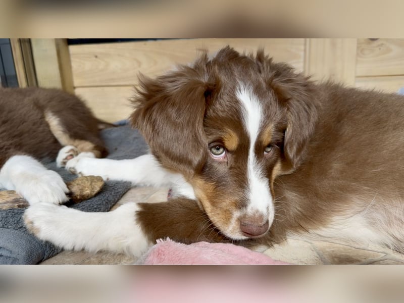 2 Australian Shepherd Minimix Hündinnen redtri reinrassig + Gesundheitszeugnis/Gen-Test