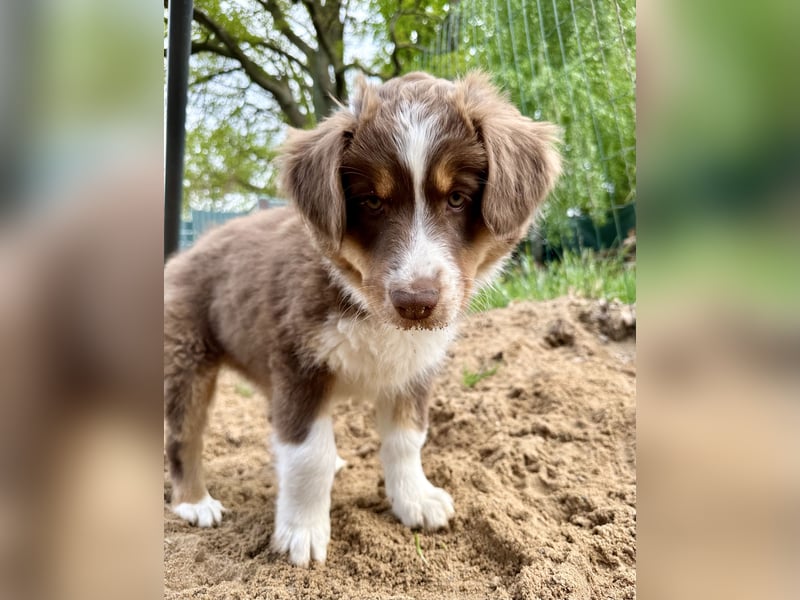 Australian Shepherd Welpe Hündin reinrassig +Gesundheitszeugnis/Gen-Test Braun/redtri Minimix