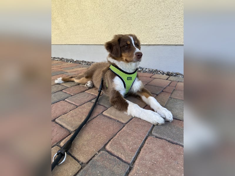 1 kleine Australian Shepherd Hündin( Welpe) braun/redtri (Minimix/Reinrassig)+ Gesundheitszeugnis
