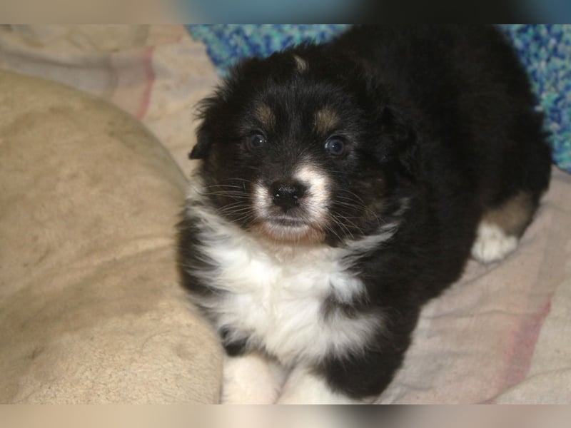 Australian Shepherd Welpen