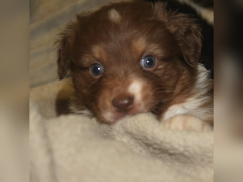 Australian Shepherd Welpen