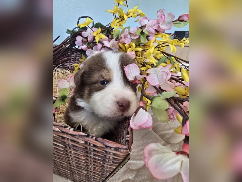 Australian shepherd welpen