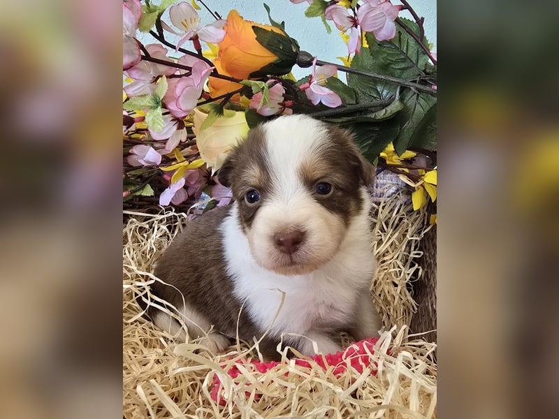 Australian shepherd welpen