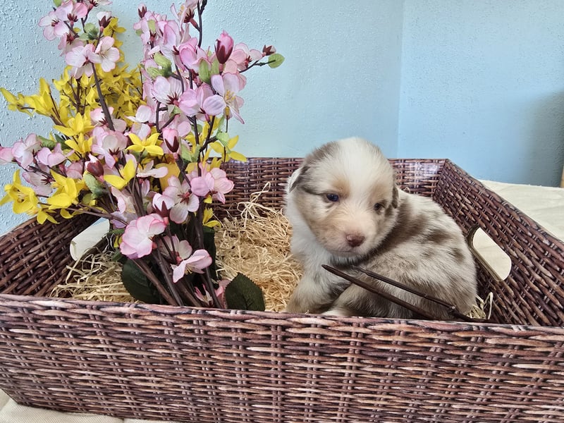 Australian shepherd welpen