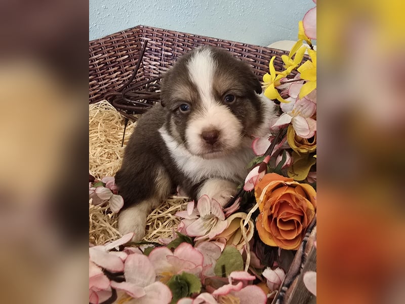 Australian shepherd welpen