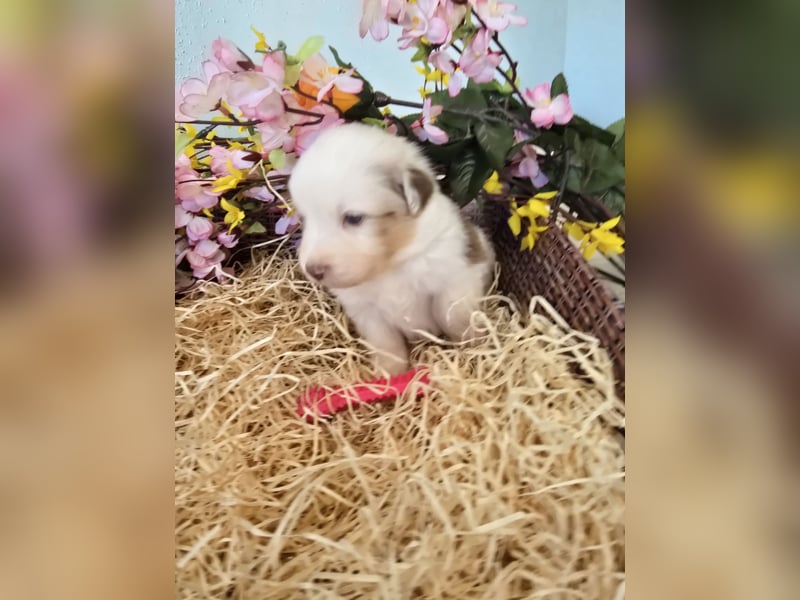 Australian shepherd welpen