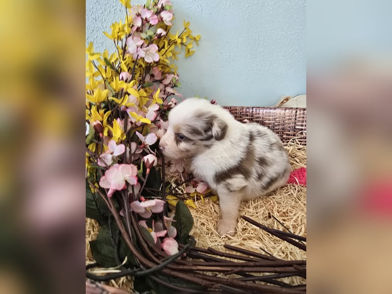 Australian shepherd welpen