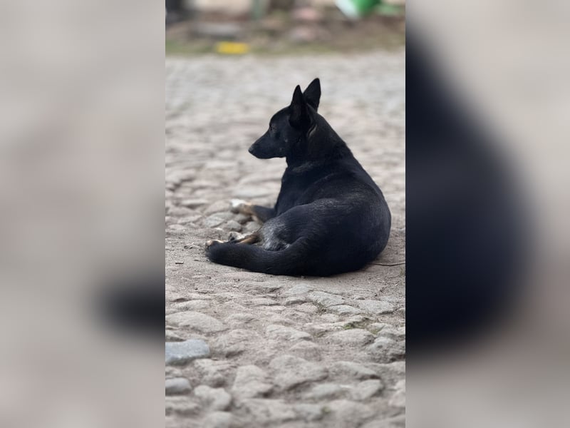 Schäferhund Austrailian Shepherd MIX