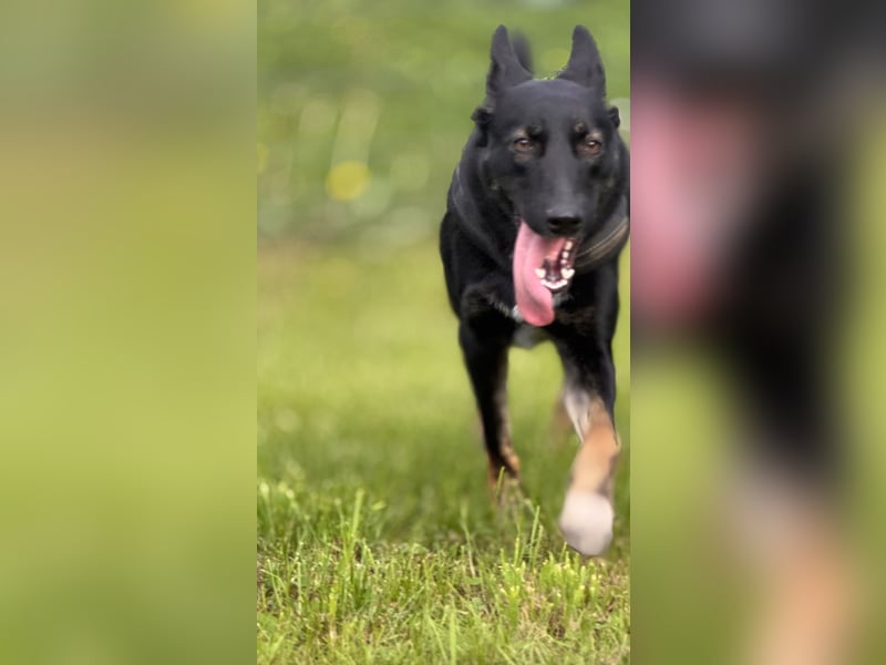 Schäferhund Austrailian Shepherd MIX