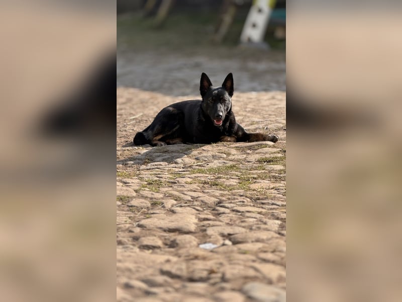 Schäferhund Austrailian Shepherd MIX
