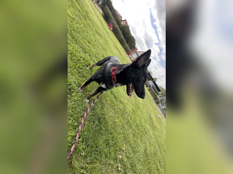 Schäferhund Austrailian Shepherd MIX
