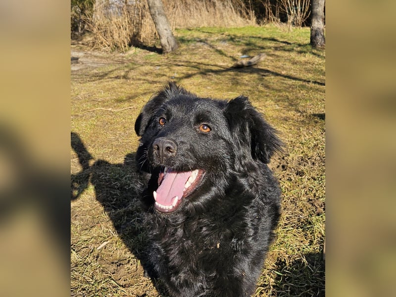 Australian Shepherd Mischlingshündin